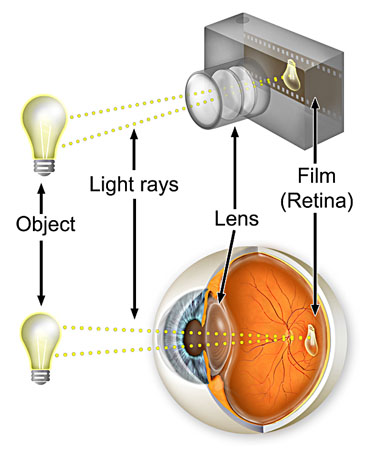 eyeAnatomyCamera